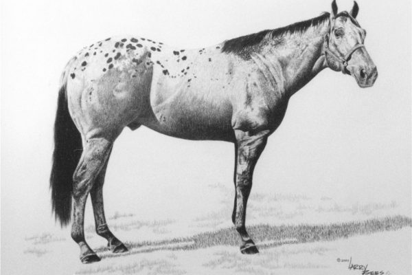 Appaloosa Stud